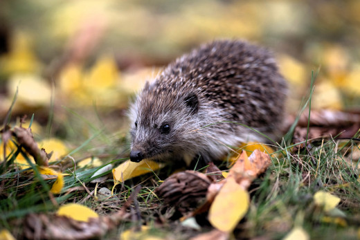 1756145 (a): :3000x1999